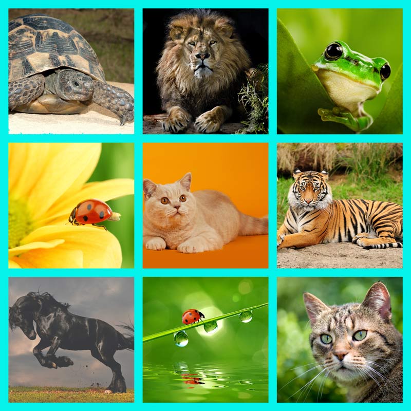 1000+ High Quality HD Animal Wallpapers Pack Purpee Digital